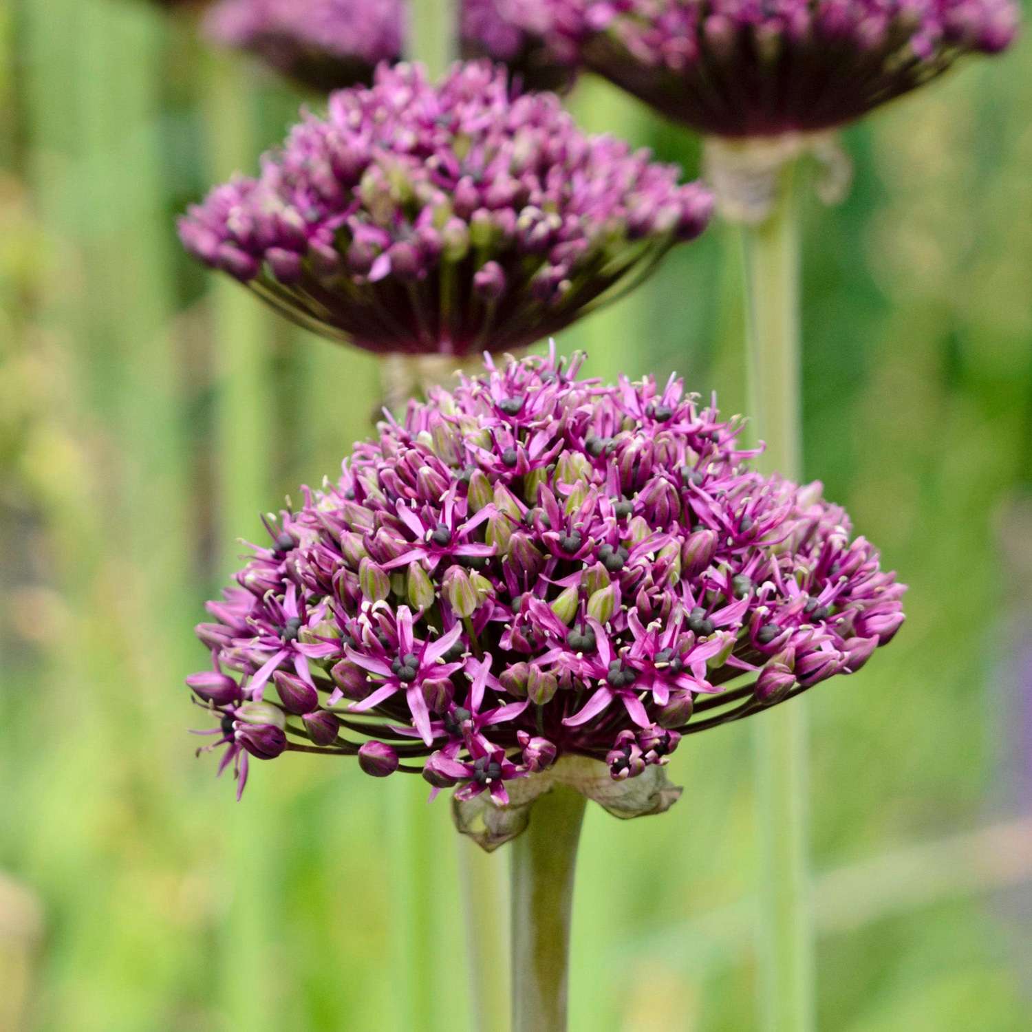 Allium 'Atropurpureum'